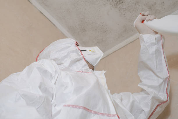 Best Residential Mold Remediation in Eagle, CO